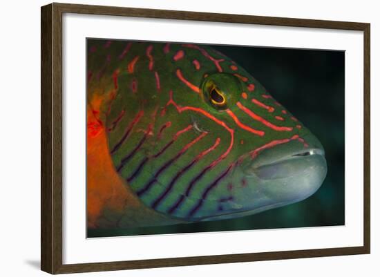 Lined Cheeked Wrasse (Oxycheilinus Digrammus), Rainbow Reef, Fiji-Pete Oxford-Framed Photographic Print