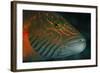 Lined Cheeked Wrasse (Oxycheilinus Digrammus), Rainbow Reef, Fiji-Pete Oxford-Framed Photographic Print