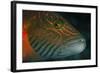 Lined Cheeked Wrasse (Oxycheilinus Digrammus), Rainbow Reef, Fiji-Pete Oxford-Framed Photographic Print