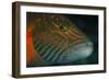 Lined Cheeked Wrasse (Oxycheilinus Digrammus), Rainbow Reef, Fiji-Pete Oxford-Framed Photographic Print