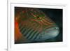 Lined Cheeked Wrasse (Oxycheilinus Digrammus), Rainbow Reef, Fiji-Pete Oxford-Framed Photographic Print