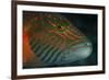 Lined Cheeked Wrasse (Oxycheilinus Digrammus), Rainbow Reef, Fiji-Pete Oxford-Framed Photographic Print