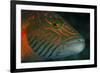 Lined Cheeked Wrasse (Oxycheilinus Digrammus), Rainbow Reef, Fiji-Pete Oxford-Framed Photographic Print