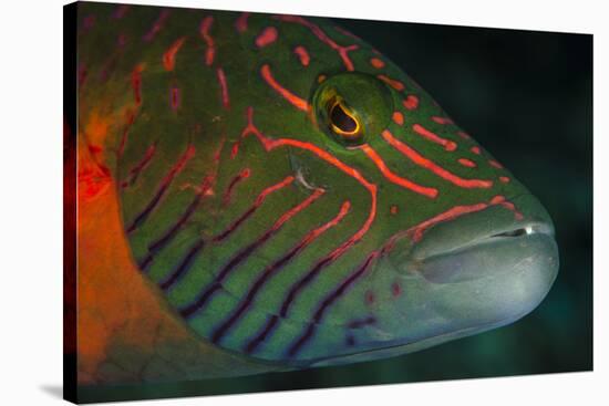 Lined Cheeked Wrasse (Oxycheilinus Digrammus), Rainbow Reef, Fiji-Pete Oxford-Stretched Canvas