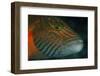 Lined Cheeked Wrasse (Oxycheilinus Digrammus), Rainbow Reef, Fiji-Pete Oxford-Framed Premium Photographic Print