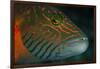 Lined Cheeked Wrasse (Oxycheilinus Digrammus), Rainbow Reef, Fiji-Pete Oxford-Framed Premium Photographic Print