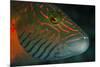 Lined Cheeked Wrasse (Oxycheilinus Digrammus), Rainbow Reef, Fiji-Pete Oxford-Mounted Premium Photographic Print