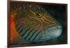 Lined Cheeked Wrasse (Oxycheilinus Digrammus), Rainbow Reef, Fiji-Pete Oxford-Framed Photographic Print