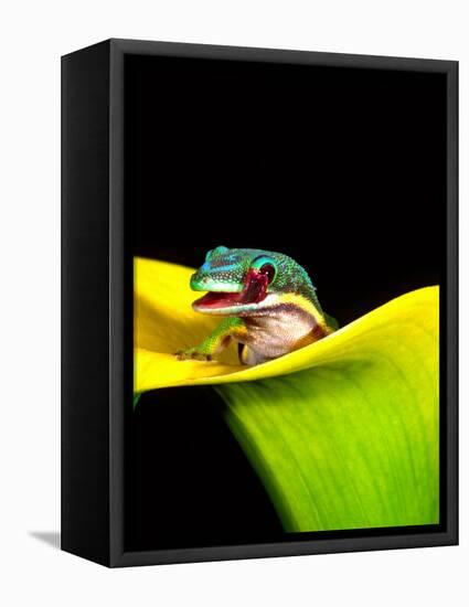 Lined Day Gecko, Native to Madagascar-David Northcott-Framed Stretched Canvas