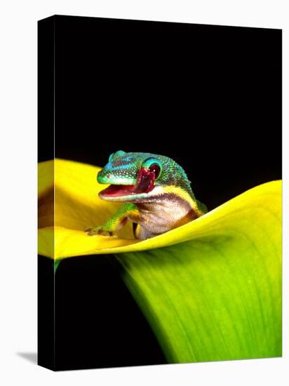 Lined Day Gecko, Native to Madagascar-David Northcott-Stretched Canvas