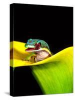 Lined Day Gecko, Native to Madagascar-David Northcott-Stretched Canvas