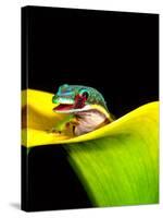 Lined Day Gecko, Native to Madagascar-David Northcott-Stretched Canvas