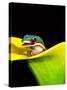 Lined Day Gecko, Native to Madagascar-David Northcott-Stretched Canvas