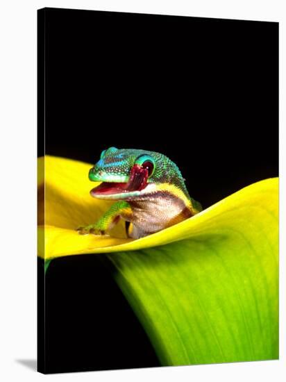Lined Day Gecko, Native to Madagascar-David Northcott-Stretched Canvas