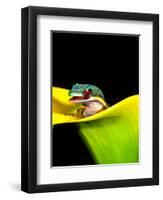 Lined Day Gecko, Native to Madagascar-David Northcott-Framed Premium Photographic Print