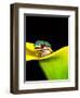 Lined Day Gecko, Native to Madagascar-David Northcott-Framed Photographic Print