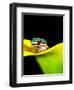 Lined Day Gecko, Native to Madagascar-David Northcott-Framed Photographic Print