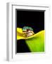 Lined Day Gecko, Native to Madagascar-David Northcott-Framed Photographic Print