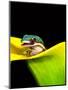 Lined Day Gecko, Native to Madagascar-David Northcott-Mounted Photographic Print