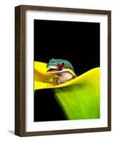 Lined Day Gecko, Native to Madagascar-David Northcott-Framed Photographic Print