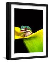 Lined Day Gecko, Native to Madagascar-David Northcott-Framed Photographic Print