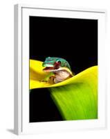 Lined Day Gecko, Native to Madagascar-David Northcott-Framed Photographic Print