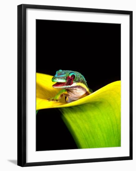 Lined Day Gecko, Native to Madagascar-David Northcott-Framed Photographic Print