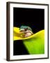 Lined Day Gecko, Native to Madagascar-David Northcott-Framed Photographic Print