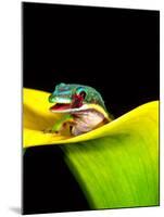 Lined Day Gecko, Native to Madagascar-David Northcott-Mounted Photographic Print