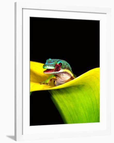 Lined Day Gecko, Native to Madagascar-David Northcott-Framed Photographic Print