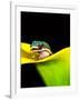 Lined Day Gecko, Native to Madagascar-David Northcott-Framed Photographic Print