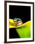 Lined Day Gecko, Native to Madagascar-David Northcott-Framed Photographic Print