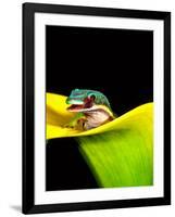 Lined Day Gecko, Native to Madagascar-David Northcott-Framed Photographic Print