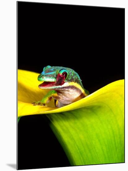 Lined Day Gecko, Native to Madagascar-David Northcott-Mounted Photographic Print