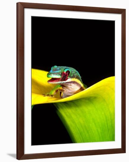 Lined Day Gecko, Native to Madagascar-David Northcott-Framed Photographic Print