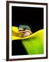 Lined Day Gecko, Native to Madagascar-David Northcott-Framed Photographic Print