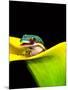 Lined Day Gecko, Native to Madagascar-David Northcott-Mounted Photographic Print