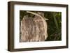 Lined Leaf-Tailed Gecko (Uroplatus Lineatus), Madagascar, Africa-G &-Framed Photographic Print