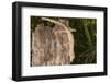 Lined Leaf-Tailed Gecko (Uroplatus Lineatus), Madagascar, Africa-G &-Framed Photographic Print