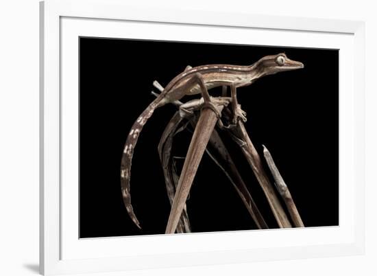 Lined Leaf-Tailed Gecko (Uroplatus Lineatus) Showing Darker Nocturnal Colouration-Alex Hyde-Framed Photographic Print