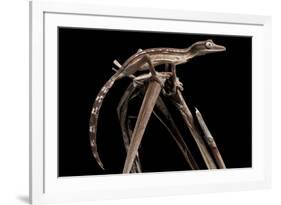 Lined Leaf-Tailed Gecko (Uroplatus Lineatus) Showing Darker Nocturnal Colouration-Alex Hyde-Framed Photographic Print