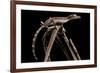 Lined Leaf-Tailed Gecko (Uroplatus Lineatus) Showing Darker Nocturnal Colouration-Alex Hyde-Framed Photographic Print