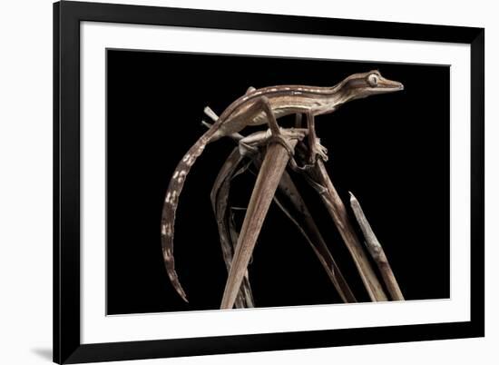 Lined Leaf-Tailed Gecko (Uroplatus Lineatus) Showing Darker Nocturnal Colouration-Alex Hyde-Framed Photographic Print