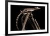 Lined Leaf-Tailed Gecko (Uroplatus Lineatus) Showing Darker Nocturnal Colouration-Alex Hyde-Framed Photographic Print