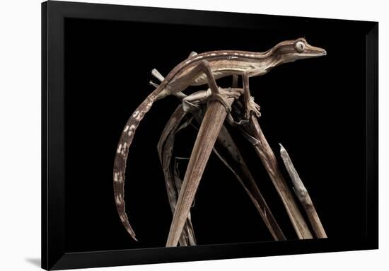 Lined Leaf-Tailed Gecko (Uroplatus Lineatus) Showing Darker Nocturnal Colouration-Alex Hyde-Framed Photographic Print