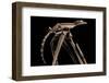 Lined Leaf-Tailed Gecko (Uroplatus Lineatus) Showing Darker Nocturnal Colouration-Alex Hyde-Framed Photographic Print