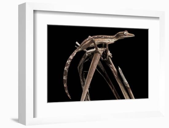 Lined Leaf-Tailed Gecko (Uroplatus Lineatus) Showing Darker Nocturnal Colouration-Alex Hyde-Framed Photographic Print