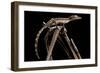 Lined Leaf-Tailed Gecko (Uroplatus Lineatus) Showing Darker Nocturnal Colouration-Alex Hyde-Framed Photographic Print