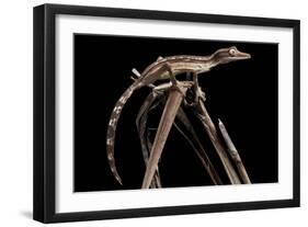 Lined Leaf-Tailed Gecko (Uroplatus Lineatus) Showing Darker Nocturnal Colouration-Alex Hyde-Framed Photographic Print