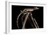 Lined Leaf-Tailed Gecko (Uroplatus Lineatus) Showing Darker Nocturnal Colouration-Alex Hyde-Framed Photographic Print